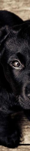 Photo lorem ipsum dolor sit amet